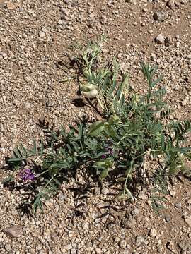 Image of halfmoon milkvetch