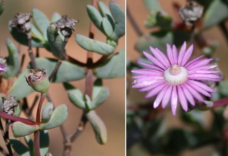 Image of Ruschiella lunulata (A. Berger) Klak