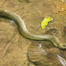 Image of Military ground snake