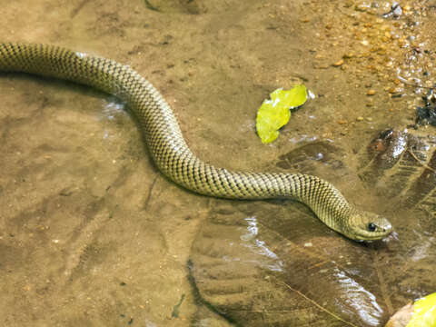 Image of Military ground snake