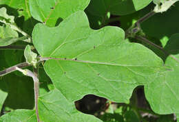 Image of eggplant