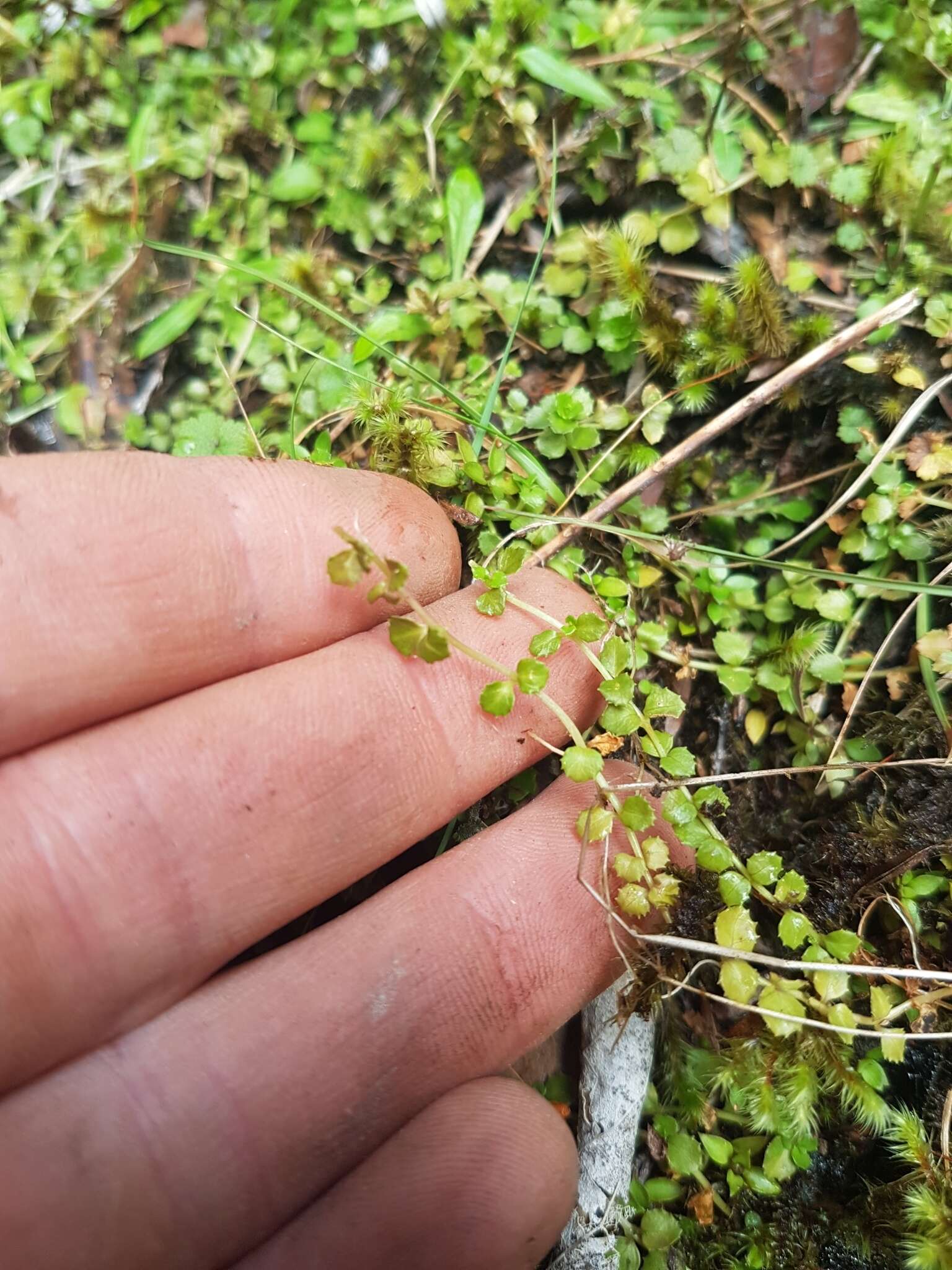 Image of Epilobium pedunculare A. Cunn.