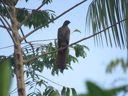 Image of Speckled Chachalaca