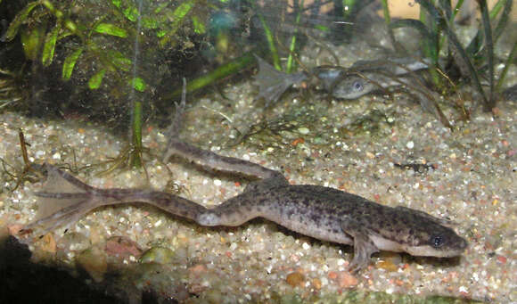 Image of African dwarf frog