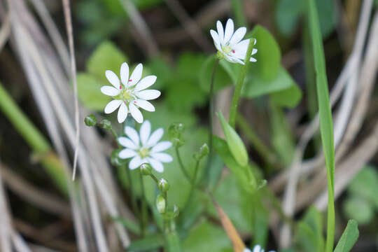 Stellaria longipes Goldie resmi