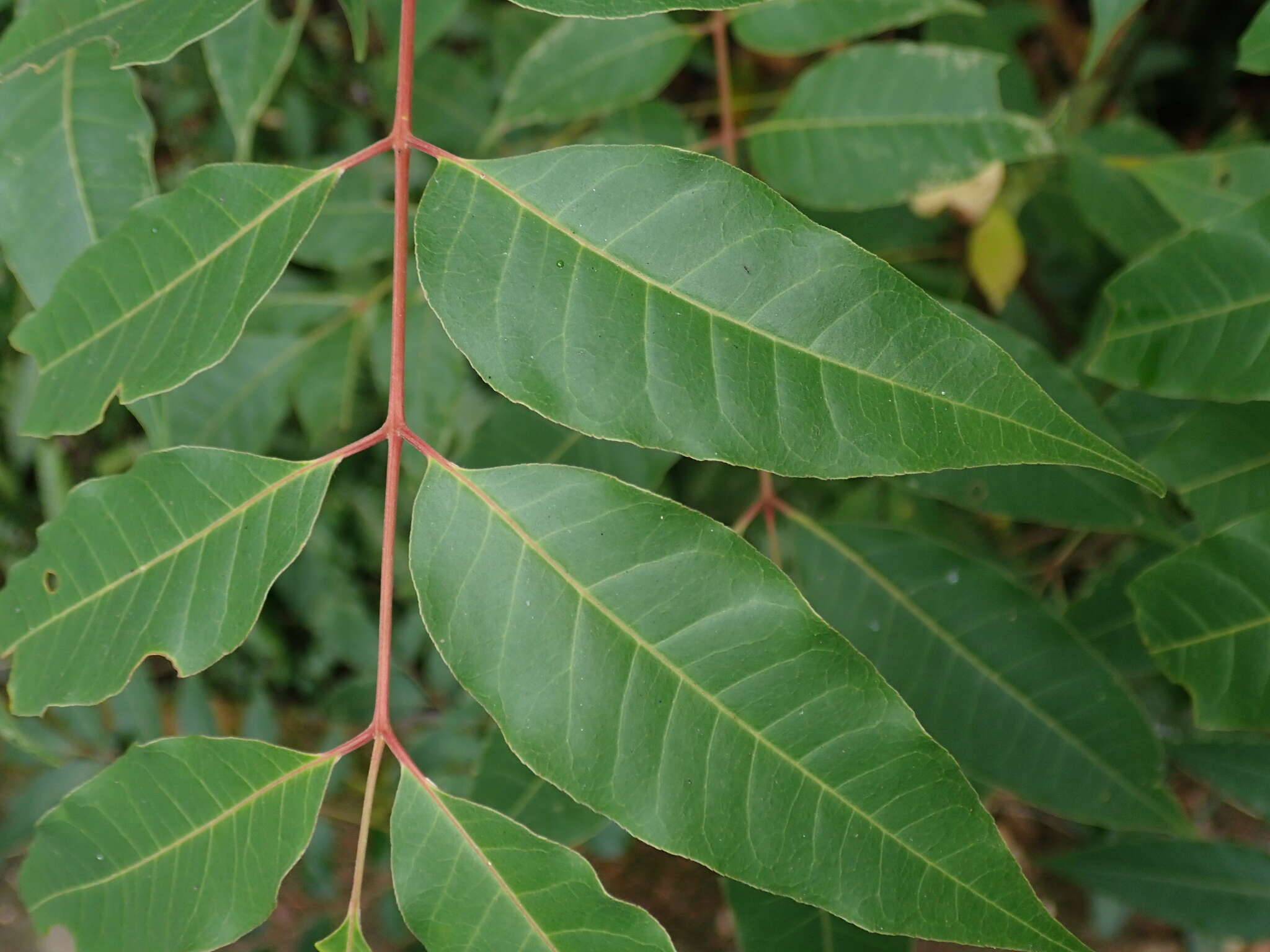 Sivun Tetradium glabrifolium (Champ. ex Benth.) T. G. Hartley kuva