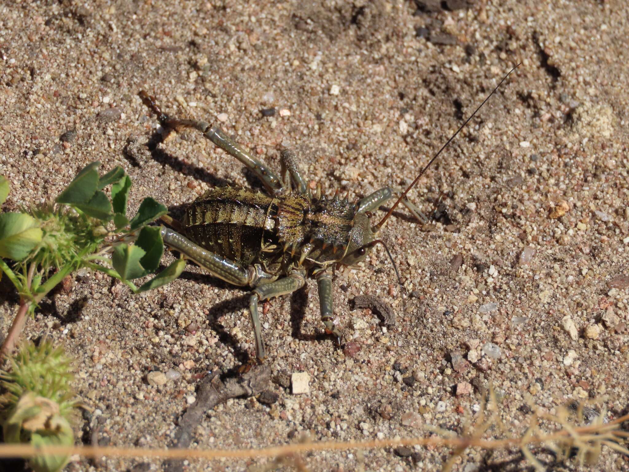 Image de Hetrodes pupus (Linnaeus 1758)