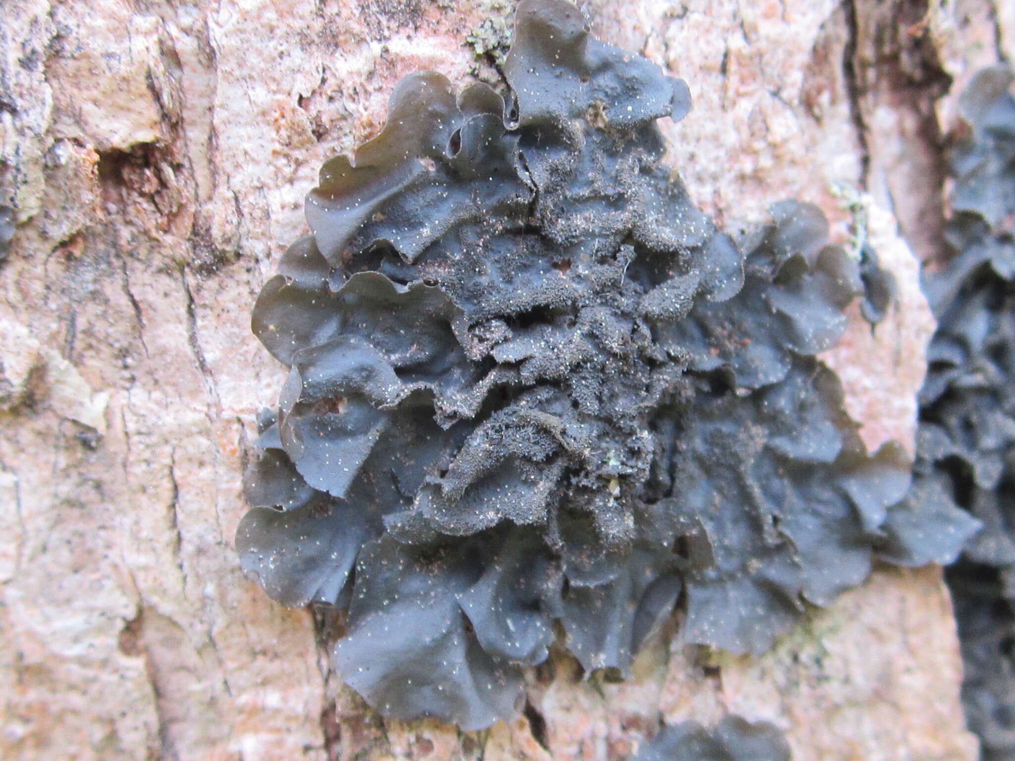 Image of skin lichen