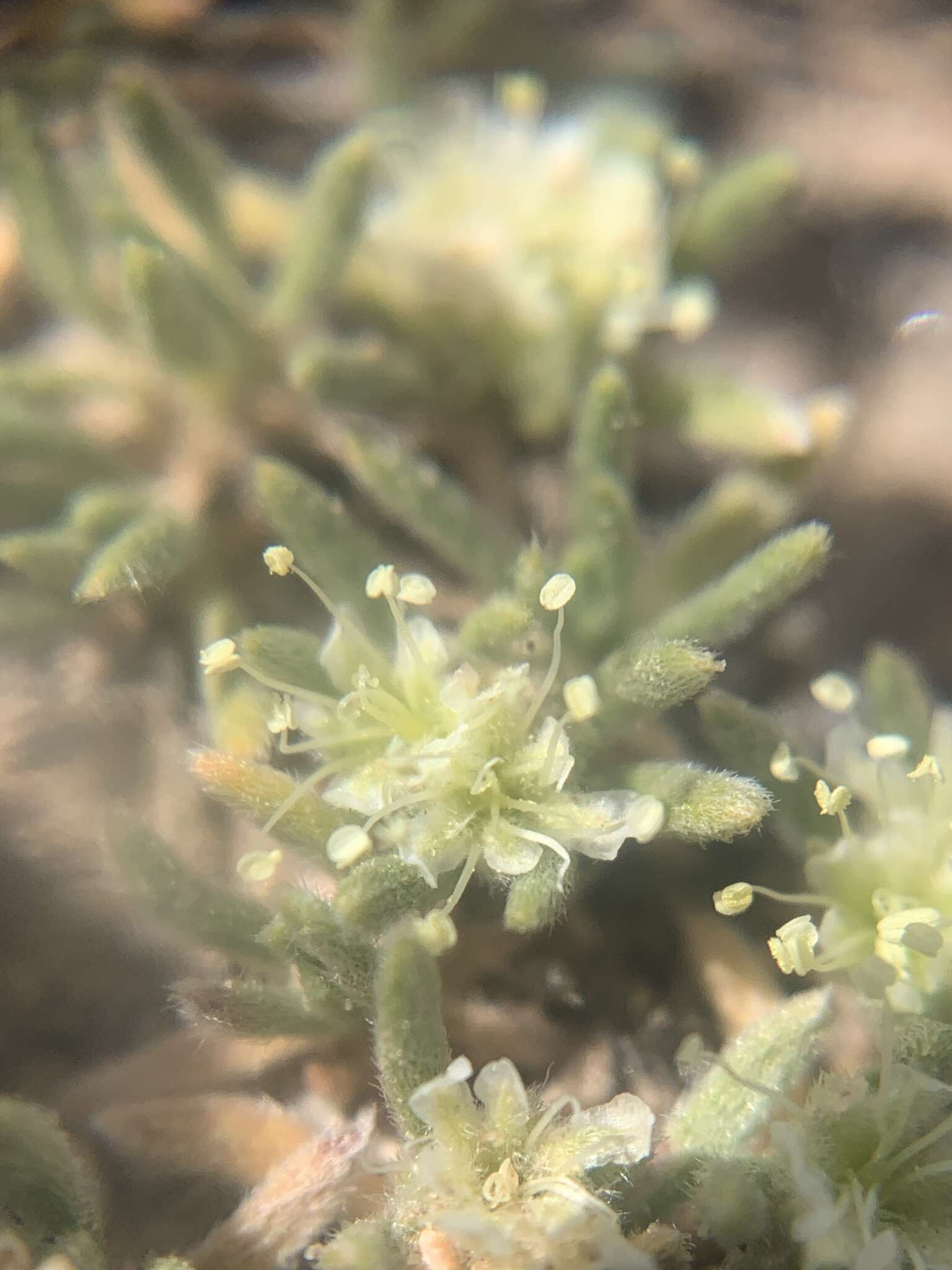 Image of Woodside buckwheat