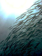 Image of Yellowtail barracuda