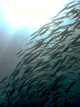 Image of Yellowtail barracuda