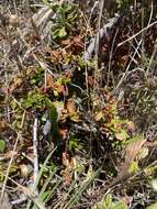 Image of Hearst Ranch buckbrush