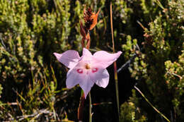 Gladiolus pappei Baker resmi