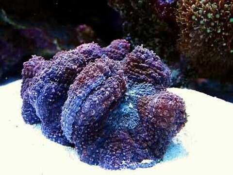 Image of Largebrain Root Coral