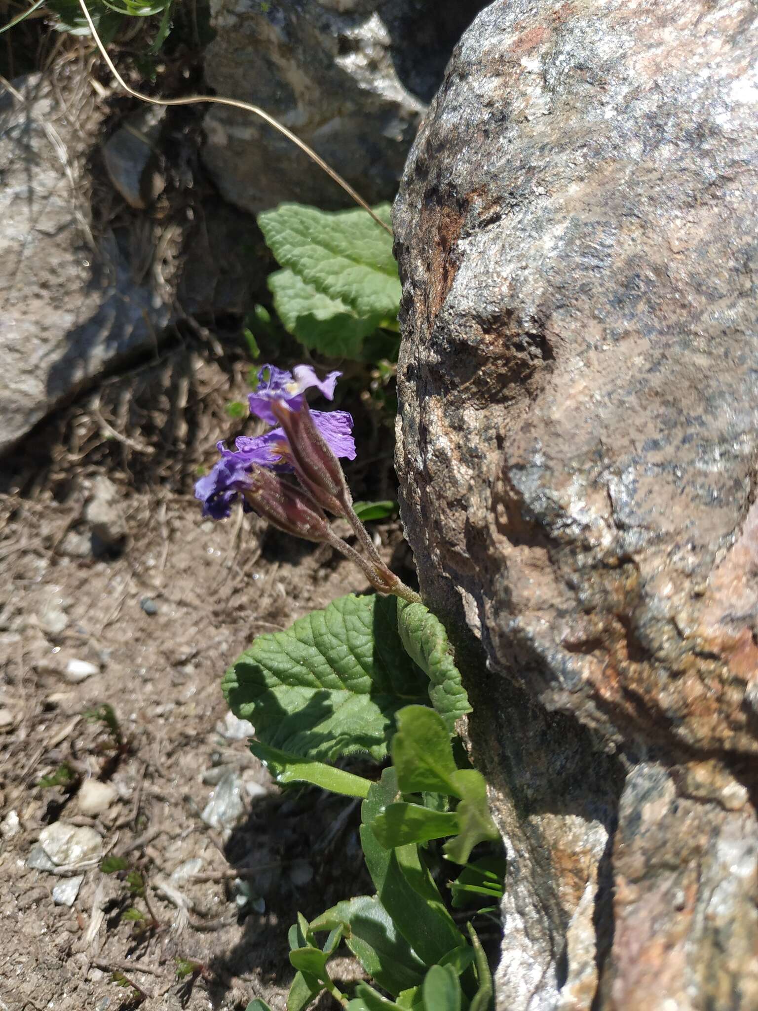 Image of Primula amoena M. Bieb.