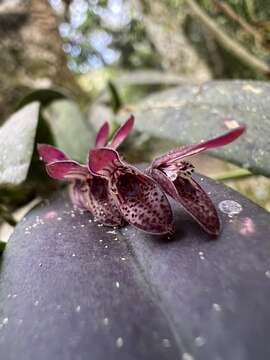 Image of hairy bonnet orchid