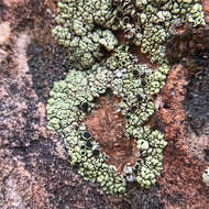 Image de Lecanora frustulosa (Dicks.) Ach.