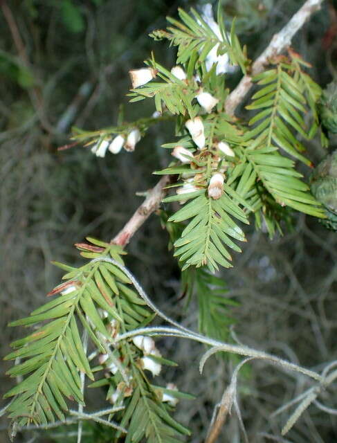 Image of Cypress Gall Midges