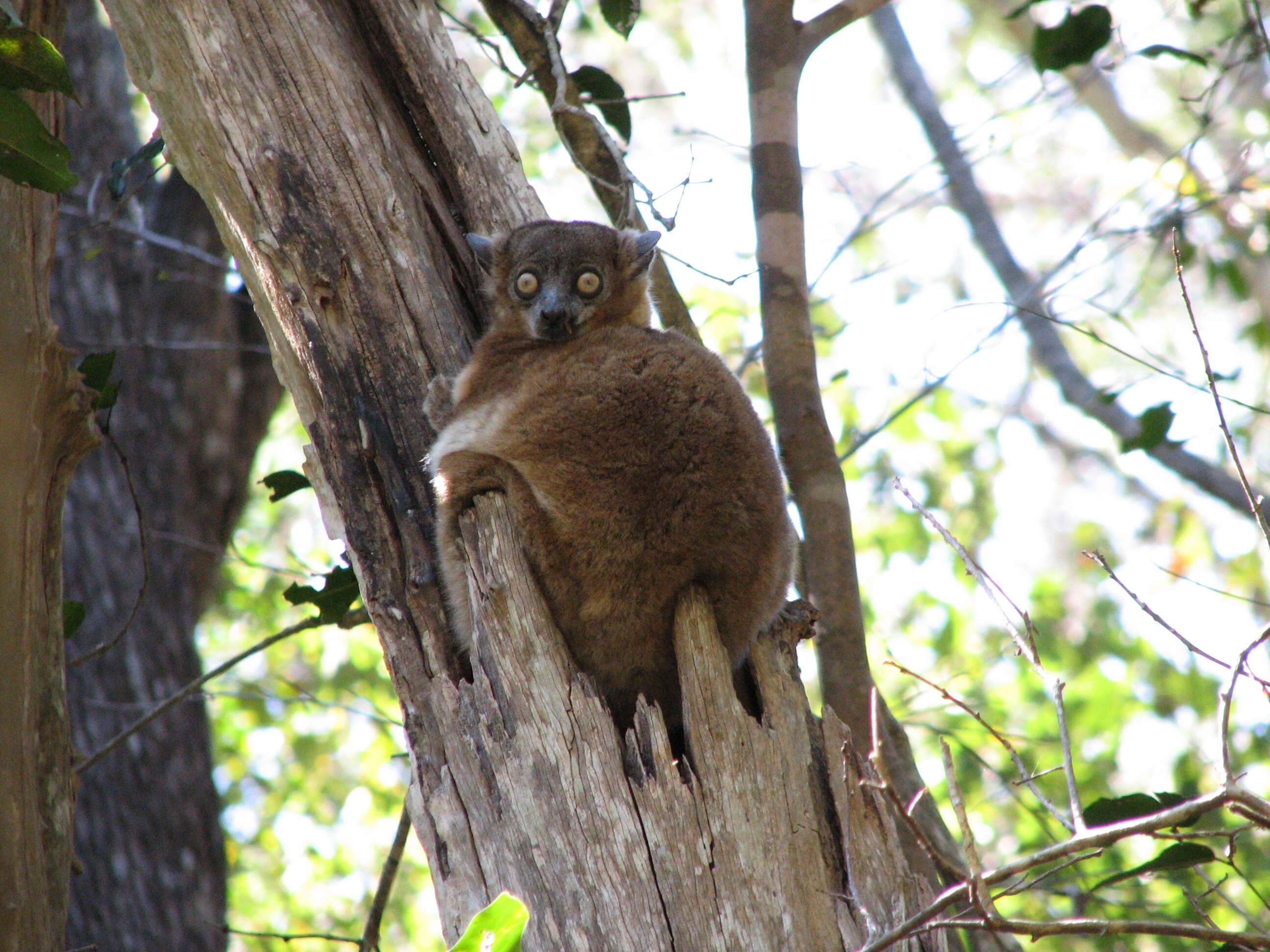 Image of Hubbard's Sportive Lemur