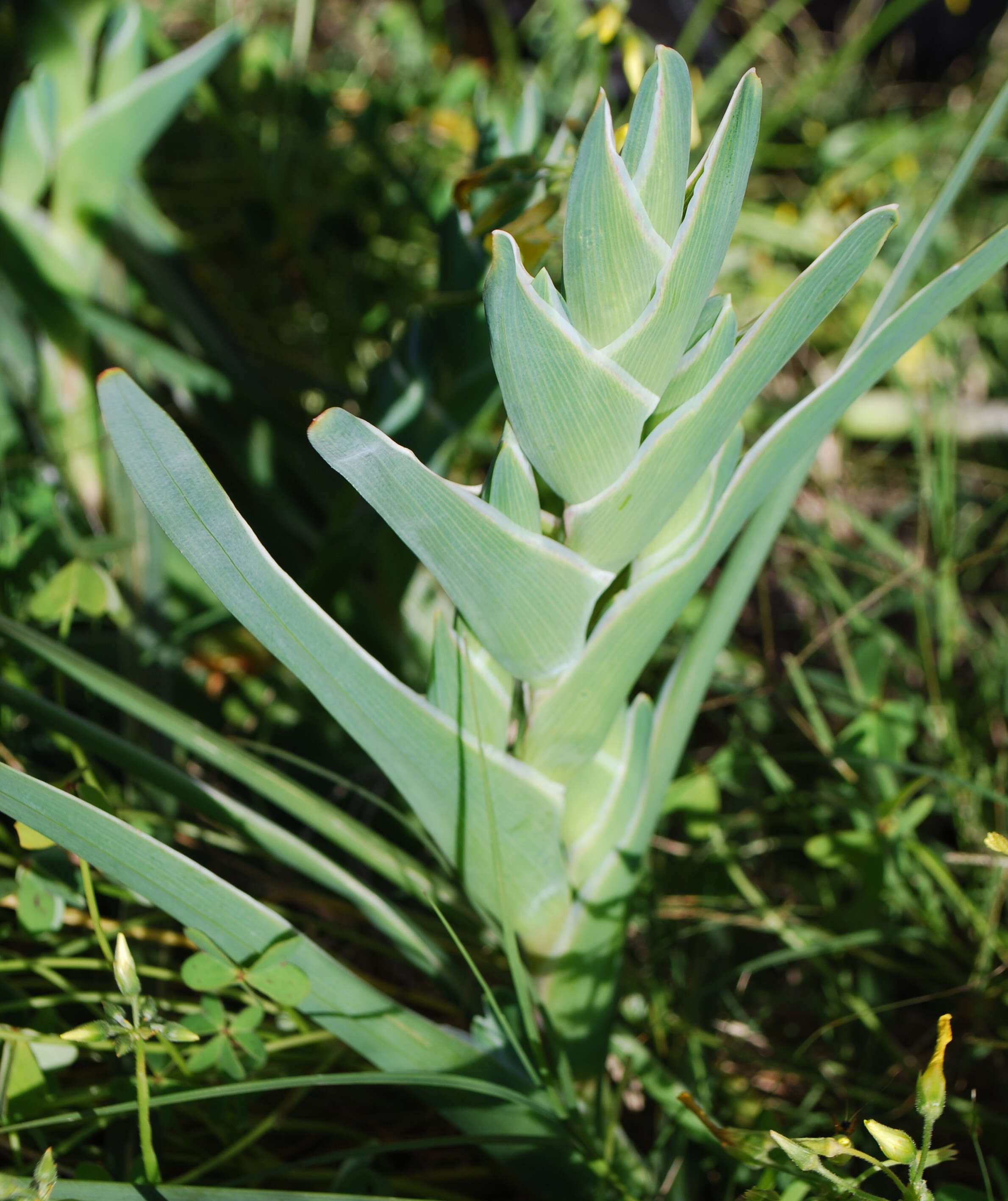 Image of Sea spider iris