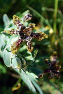 Image of Sea spider iris