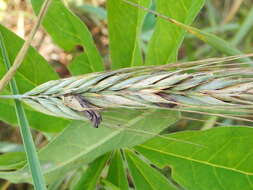 Image of Ergot