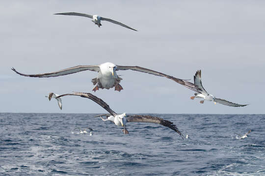 Image de Albatros à cape blanche