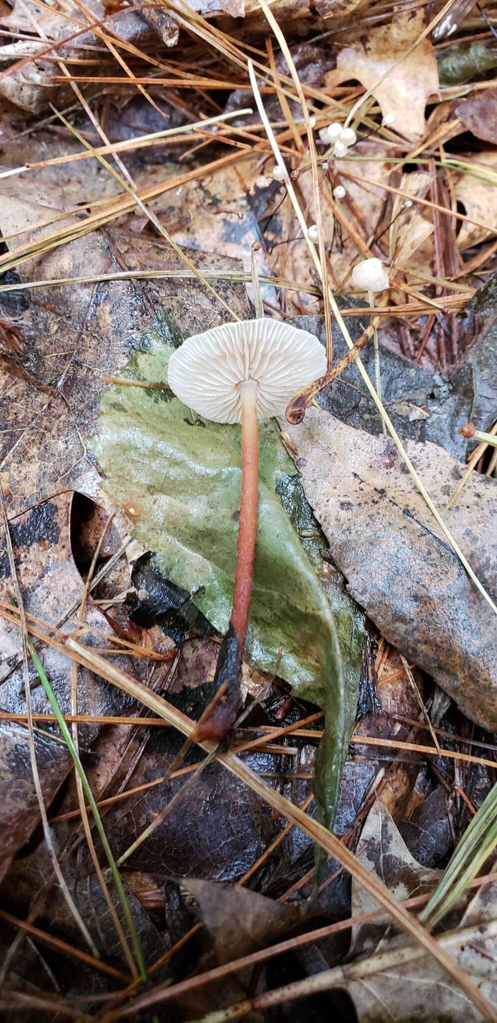 Imagem de Gymnopus spongiosus (Berk. & M. A. Curtis) Halling 1996