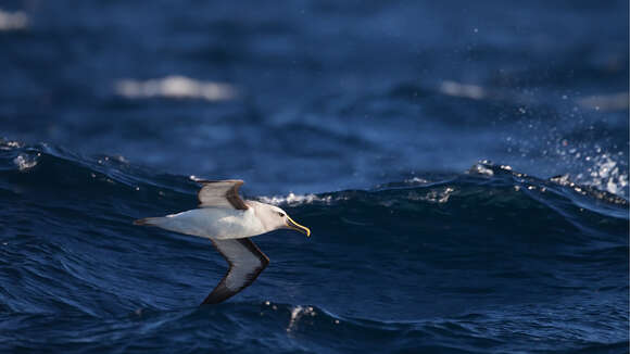 Image of Buller's Albatross