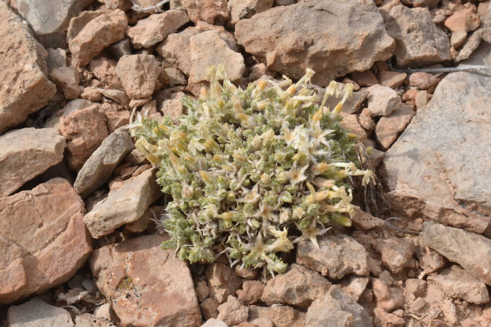 Imagem de Phlox hoodii subsp. muscoides (Nutt.) Wherry