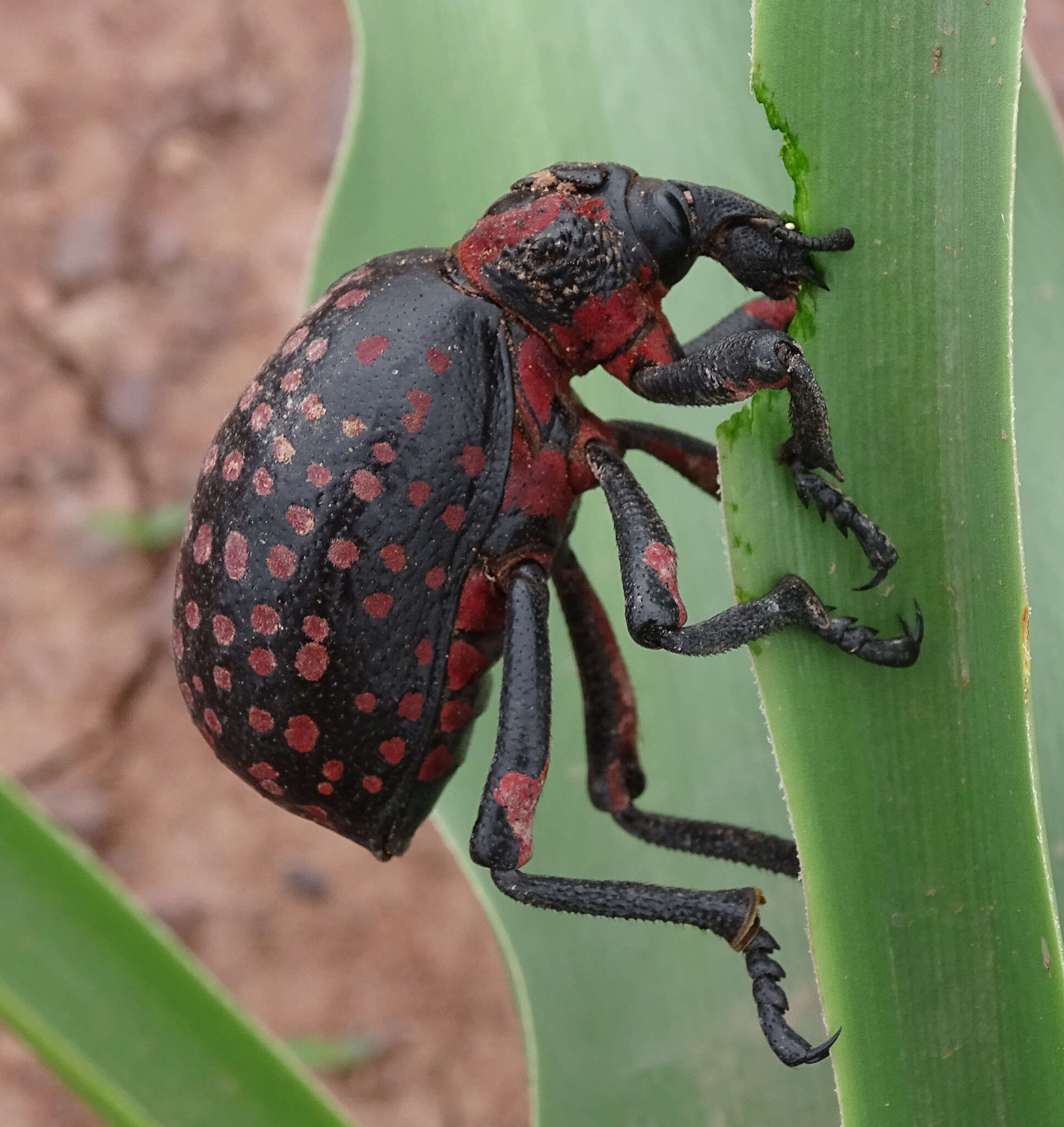 Image of Brachycerus ornatus Reiche 1857