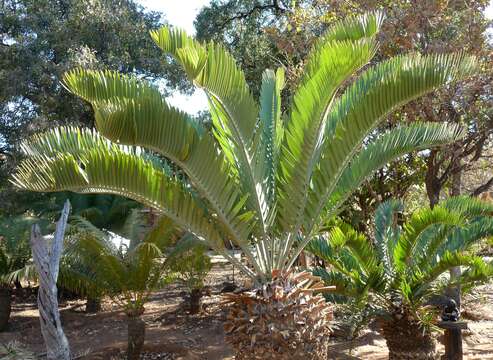 Image of Suurberg Cycad