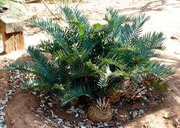 Image of Bushman's River Cycad