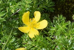 Image of Argentina microphylla (D. Don) Soják