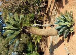 Image of Kei Cycad