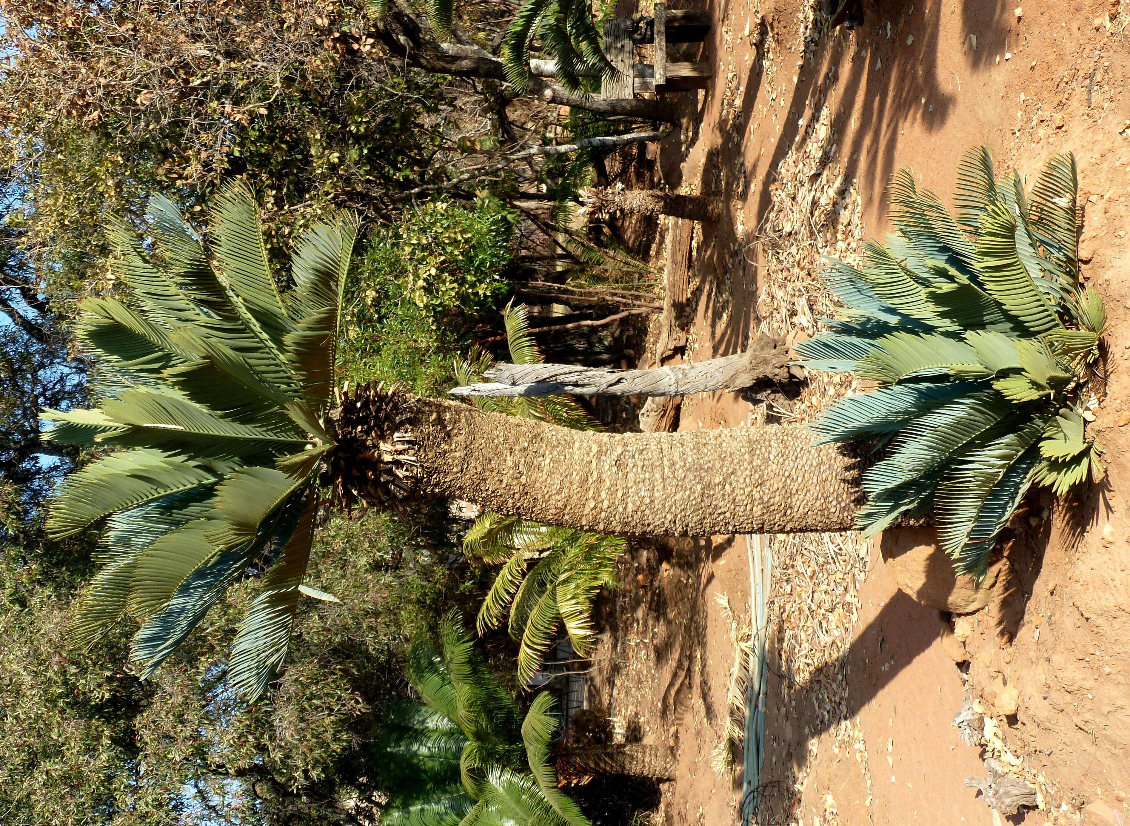 Image of Kei Cycad