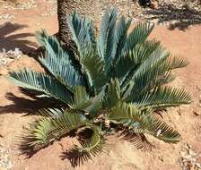 Image of Kei Cycad