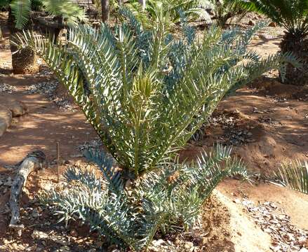 Image of Eastern Cape Blue Cycad