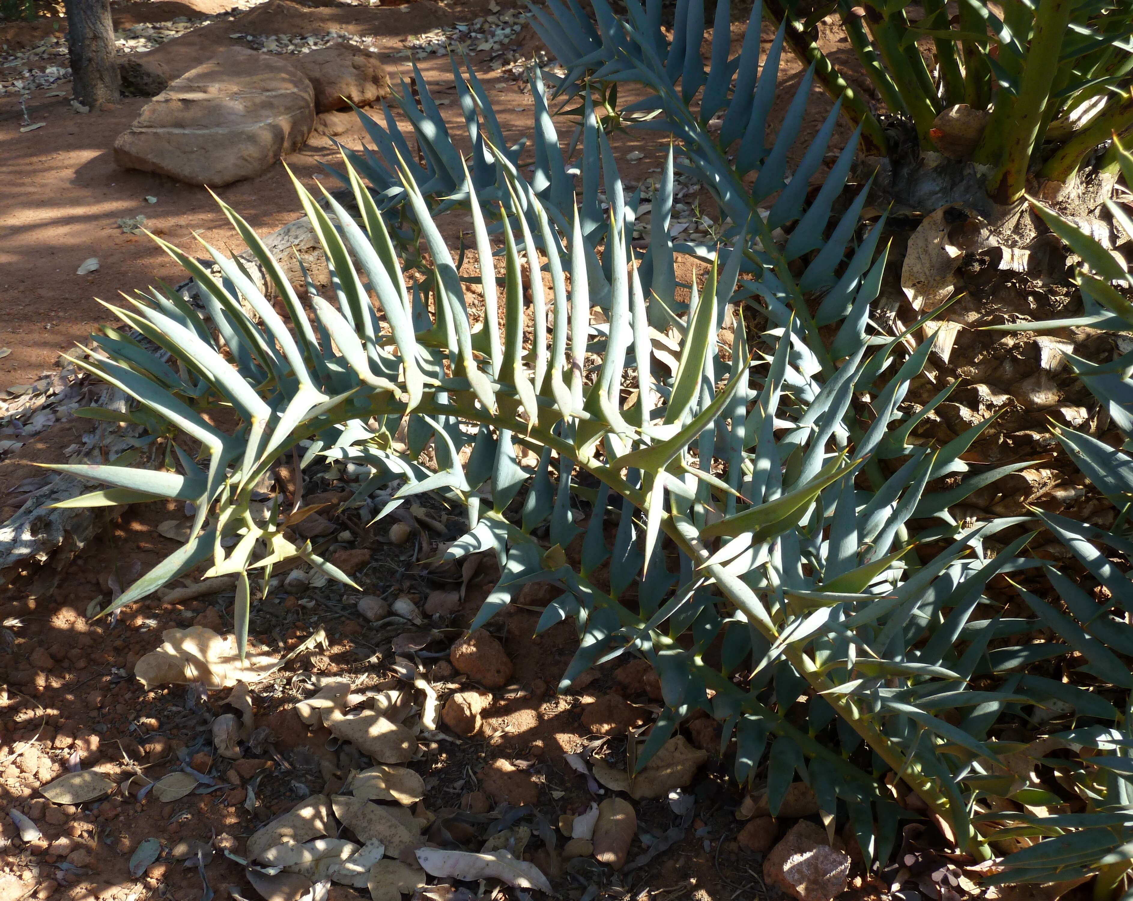 Image of Eastern Cape Blue Cycad