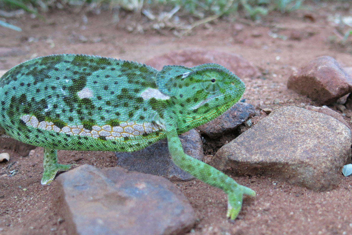 Image of Chamaeleo dilepis dilepis Leach 1819