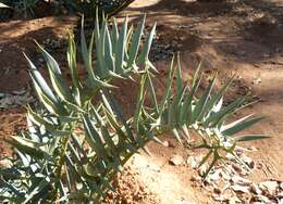 Image of Eastern Cape Blue Cycad