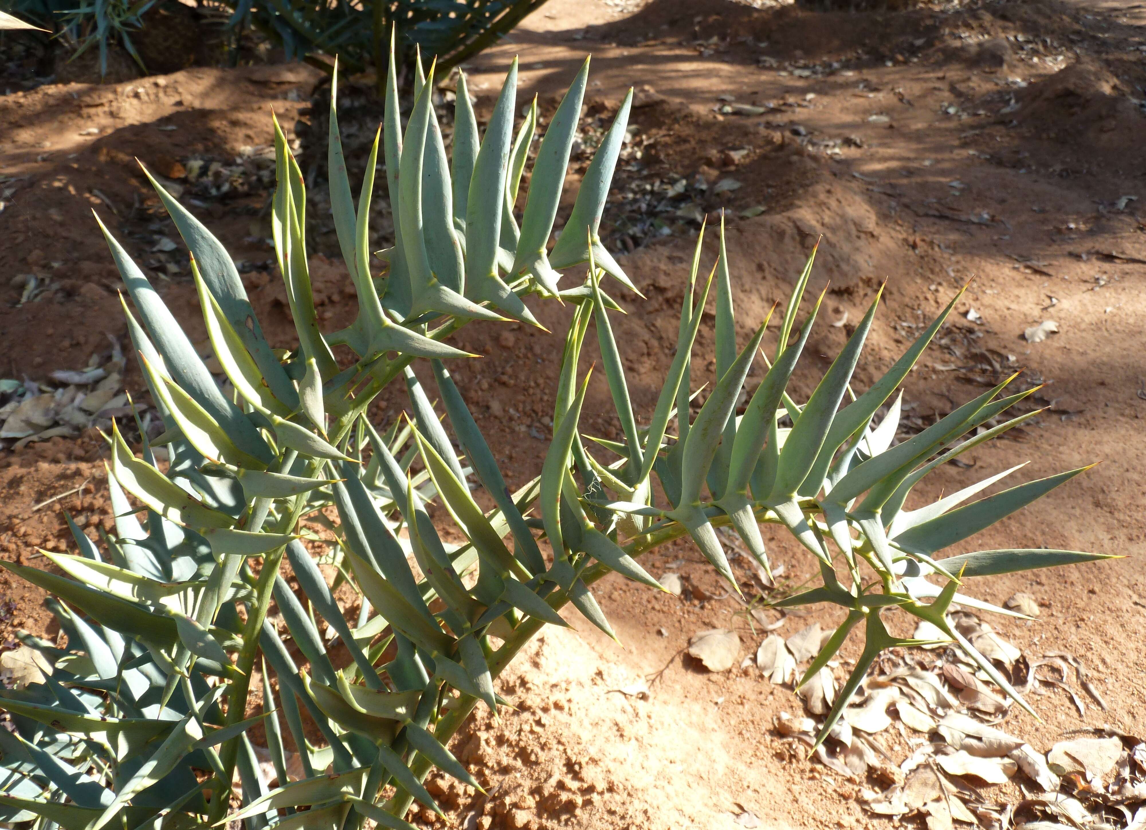 Image of Eastern Cape Blue Cycad