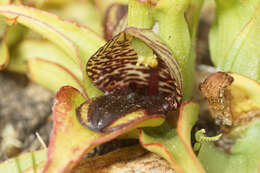 Image of Satyrium pumilum Thunb.