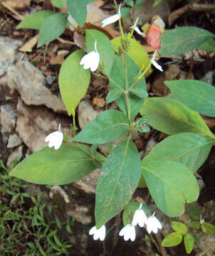 Image of Rhinacanthus nasutus (L.) Kuntze