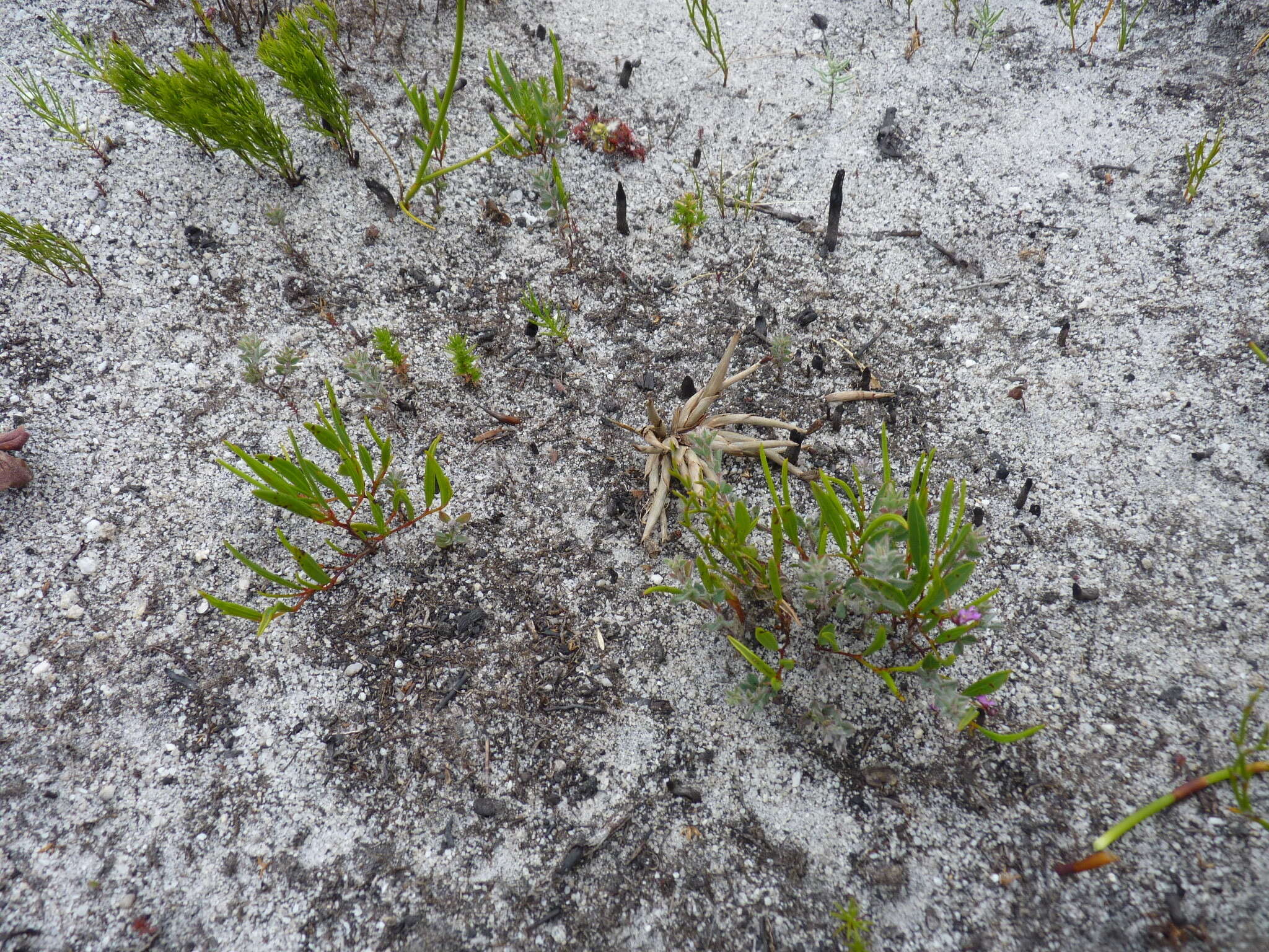 Image of Indigofera guthriei Bolus