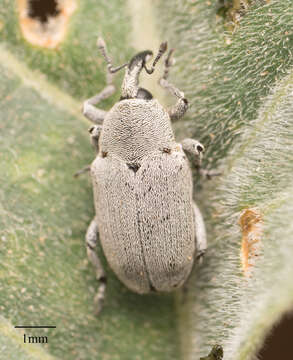 Image of Trichobaris compacta Casey & T. L. 1892