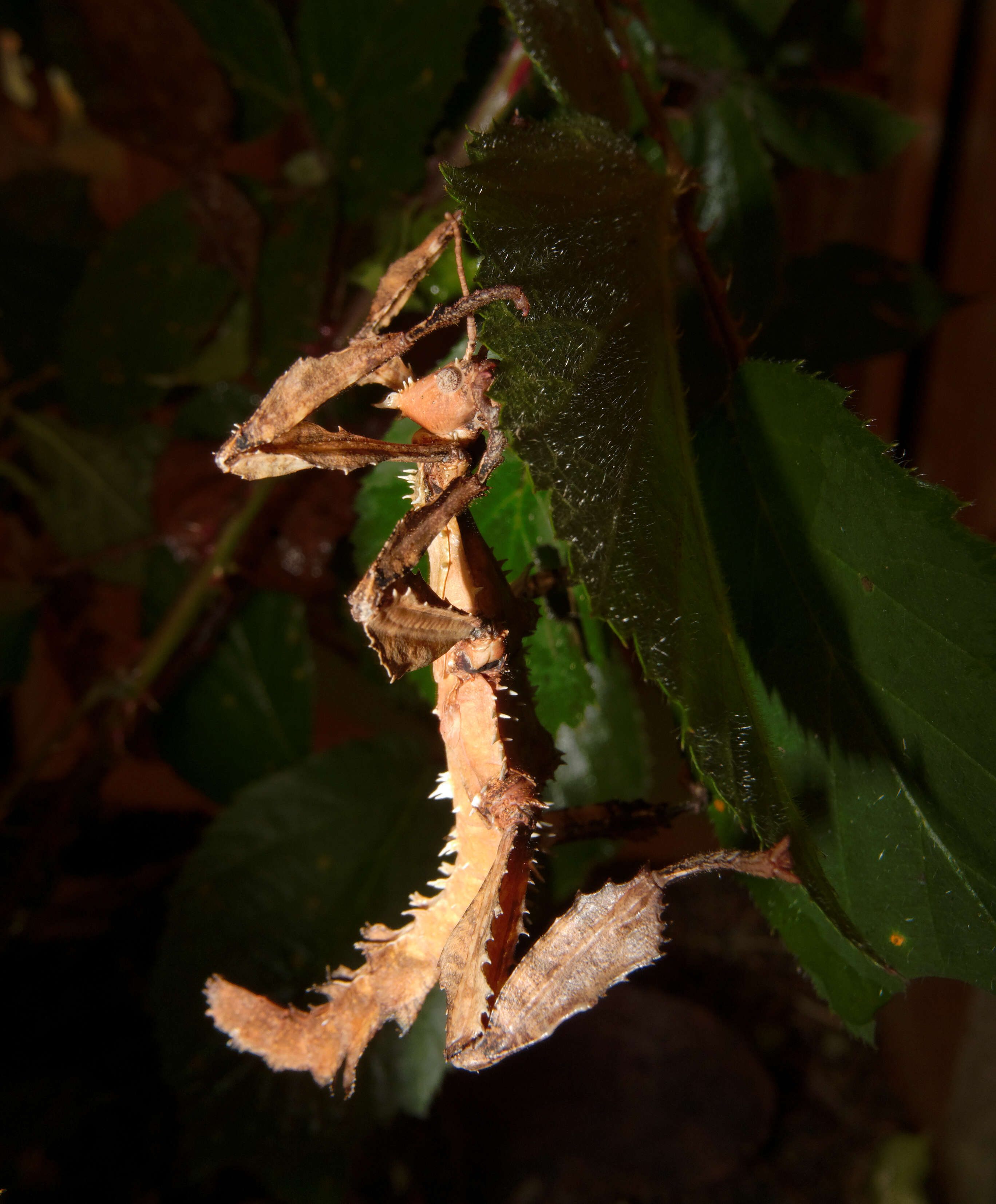 Image of giant stick insect