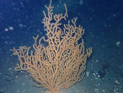 Image of flattened sea fan coral