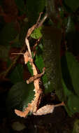 Image of giant stick insect