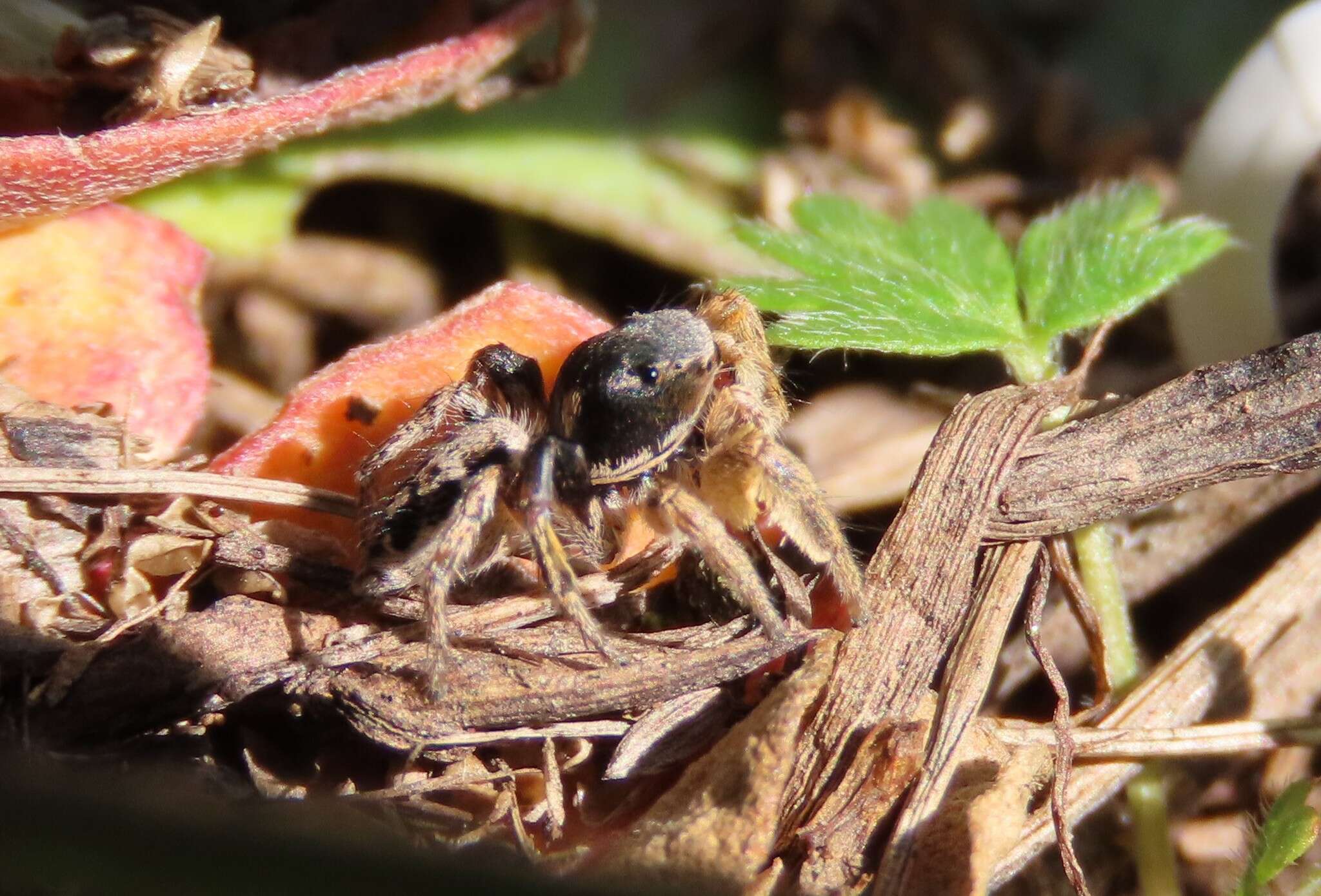 Image of Habronattus captiosus (Gertsch 1934)